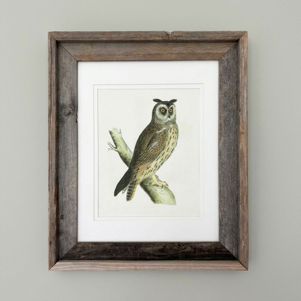 Vintage 1870 Alexander Francis Lydon Long Eared Owl Woodcut Framed Art Drawing